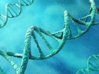 İnsanları Yaşından Büyük Gösteren Gen Belirlendi