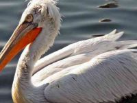 Benden Selam Olsun Pelikan Bey’ine!