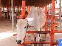 Hindistan’da “İnek Bakanlığı” Hazırlığı!