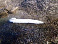 Kandıra Sahilinde Askeri Uçak Yakıt Tankı Bulundu