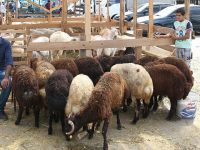 Satılamayan Kurbanlıkları Et ve Süt Kurumu Alacak