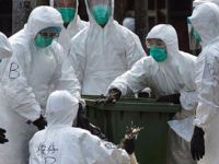 Almanya'da Kuş Gribi Yayılıyor