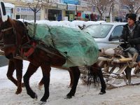 Ekmeğini Atlı Kızakla Kazanıyor