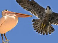 Pelikan Çetesi ve Gökdoğan Üzerine...