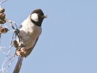 Suriye’nin Kuşları da Bombalardan Kaçtı!