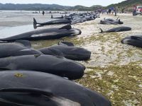 Yeni Zelanda’da Yüzlerce Balina Telef Oldu