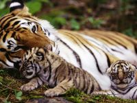 “Önlem Alınmazsa Omurgalı Hayvanların 3’te 2’si Yok Olabilir”