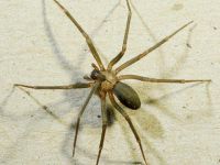 Felç Tedavisinde Örümcek Zehri Kullanılabilir