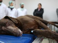 İş Bulma İhtimali En Yüksek Meslek Veterinerlik