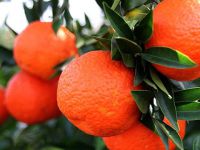 Mart Ayında En Çok Mandalinanın Fiyatı Arttı!