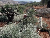 Yahudi Yerleşimciler Filistinlilere Ait 300 Zeytin Ağacını Kesti!