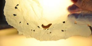 Balmumu Solucanı Poşet Sindirebiliyor