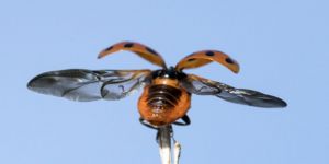 “Uğur Böceği Yeni Buluşlara Esin Kaynağı Olabilir”