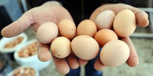 Yumurta Fiyatları Düştü, Tavuk Fiyatları Yükseldi!