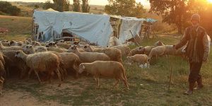 “Çobanın İftarı da Kırda Sahuru da...”
