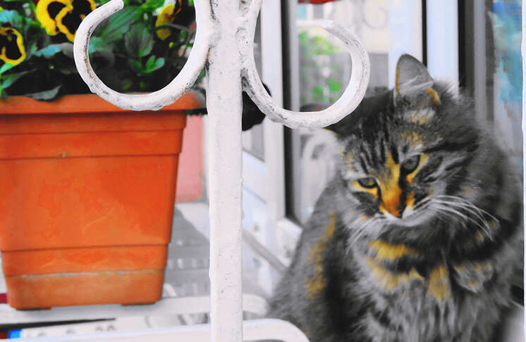 kedi
