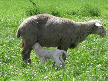 sediyani-20120123-12.jpg
