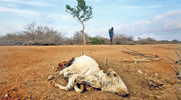 somali01.jpg somali01.jpg