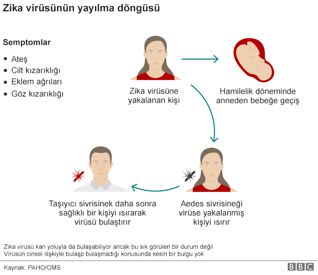 zika_virusu_yayilma_dongusu.png